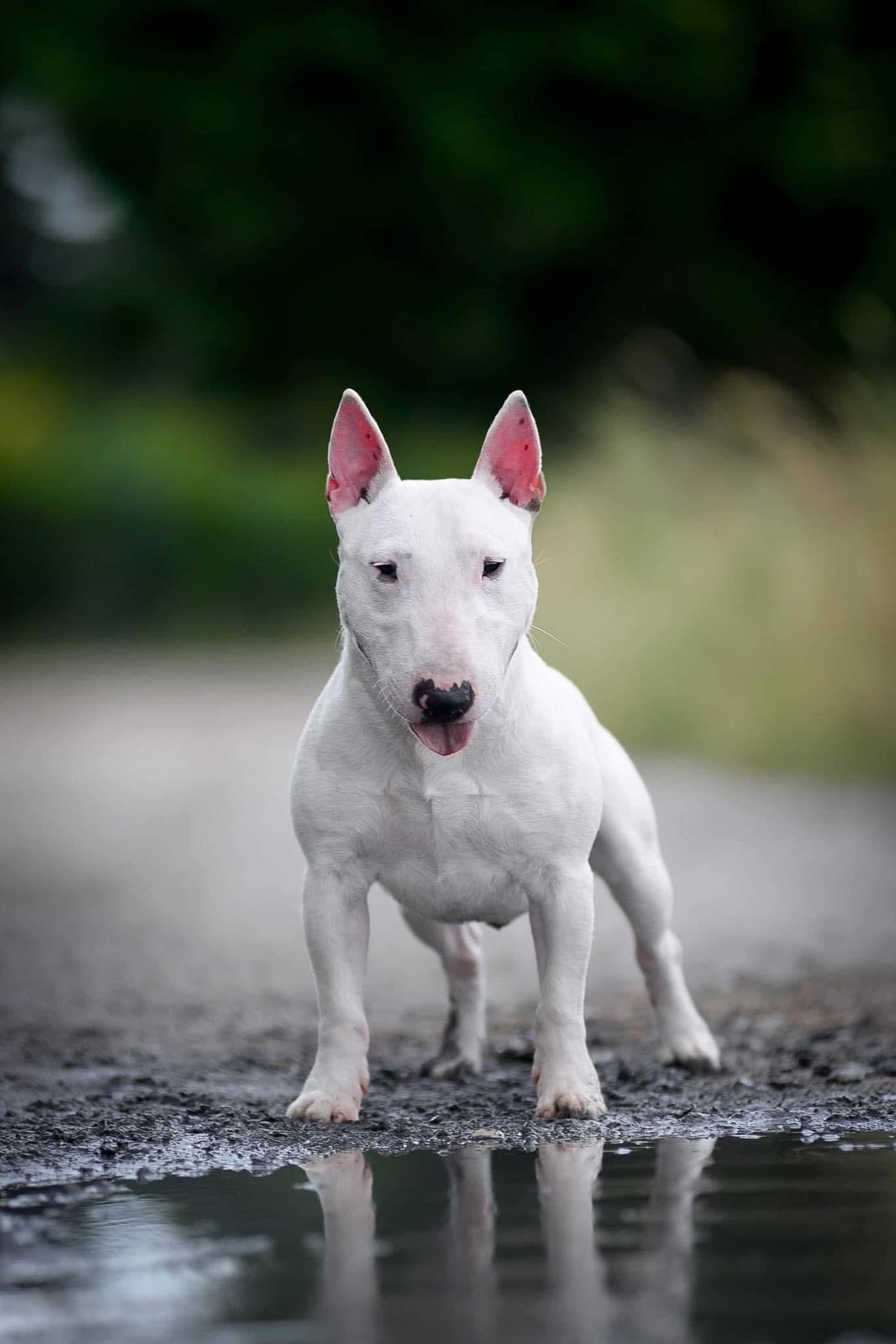 Venturesome — про породу