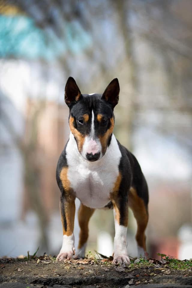 Мінібуль — темперамент