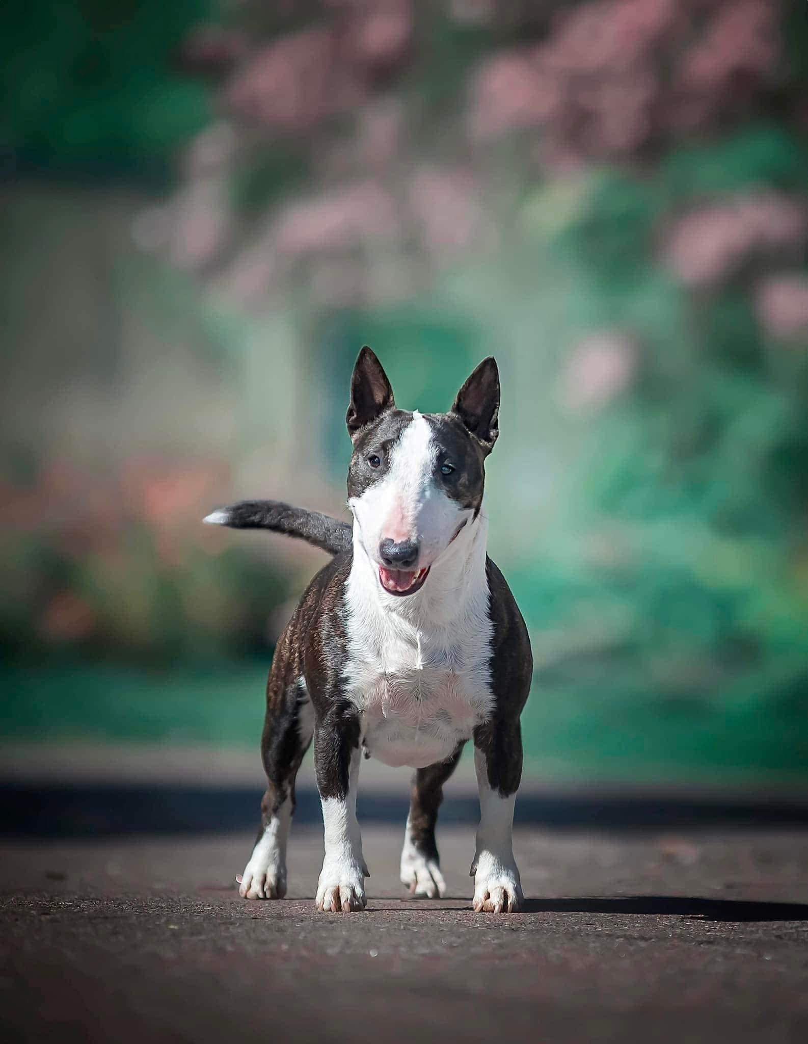 Догляд і здоров’я мінібуля