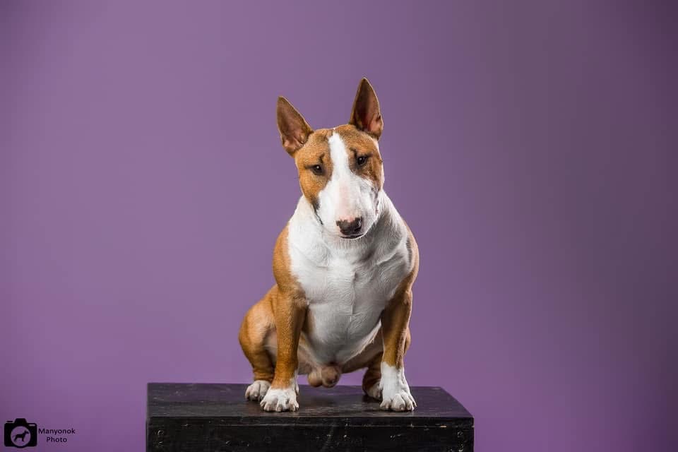 Мініатюрний бультер’єр