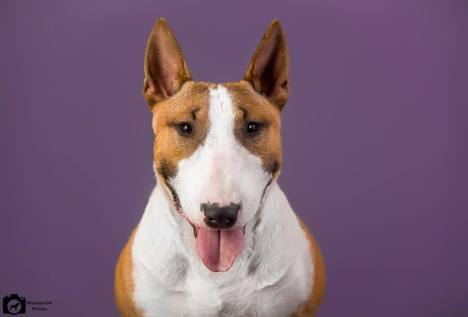 Мініатюрний бультер’єр