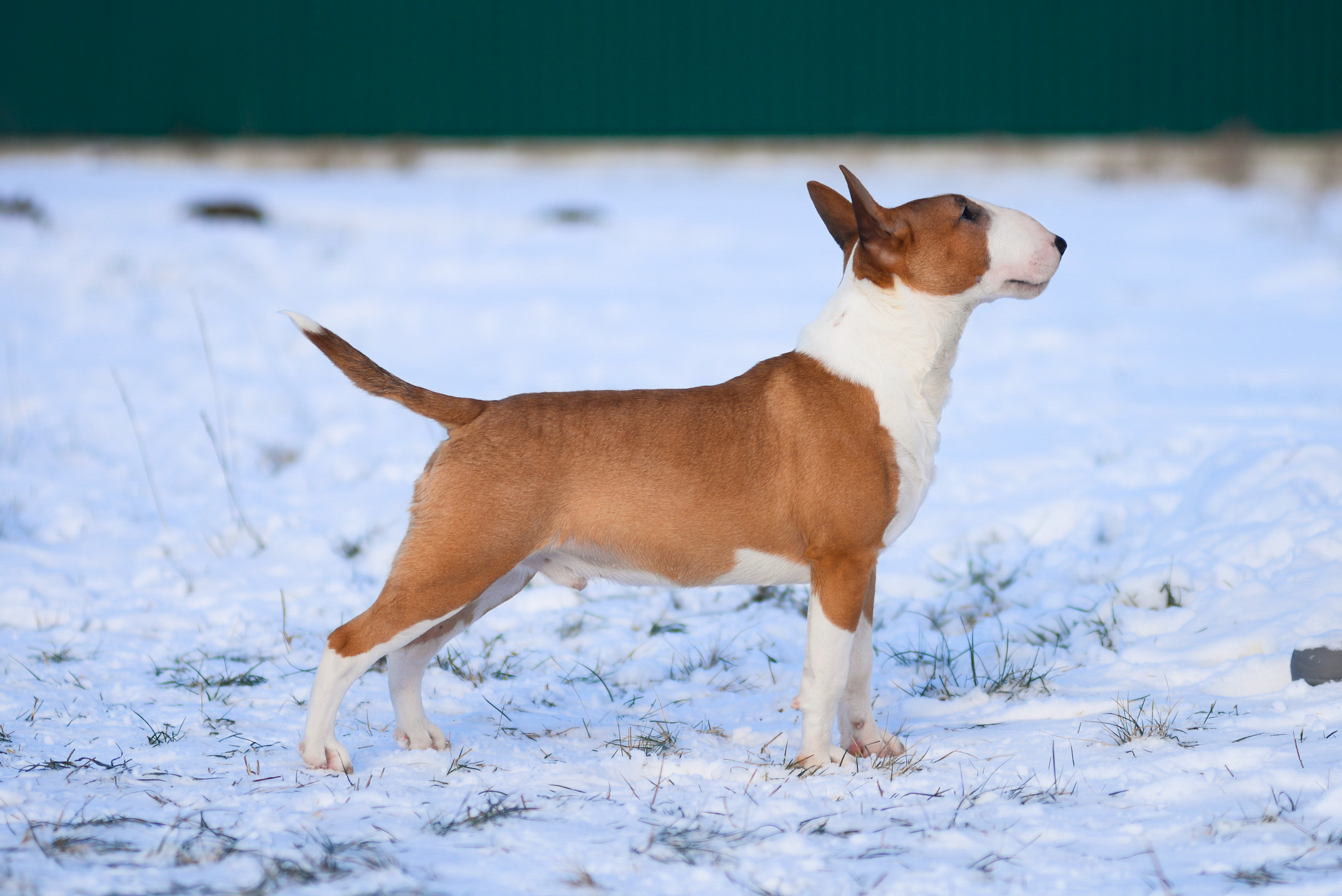 BULLOHOLIC TUTTI FRUTTI FOR VENTURESOME