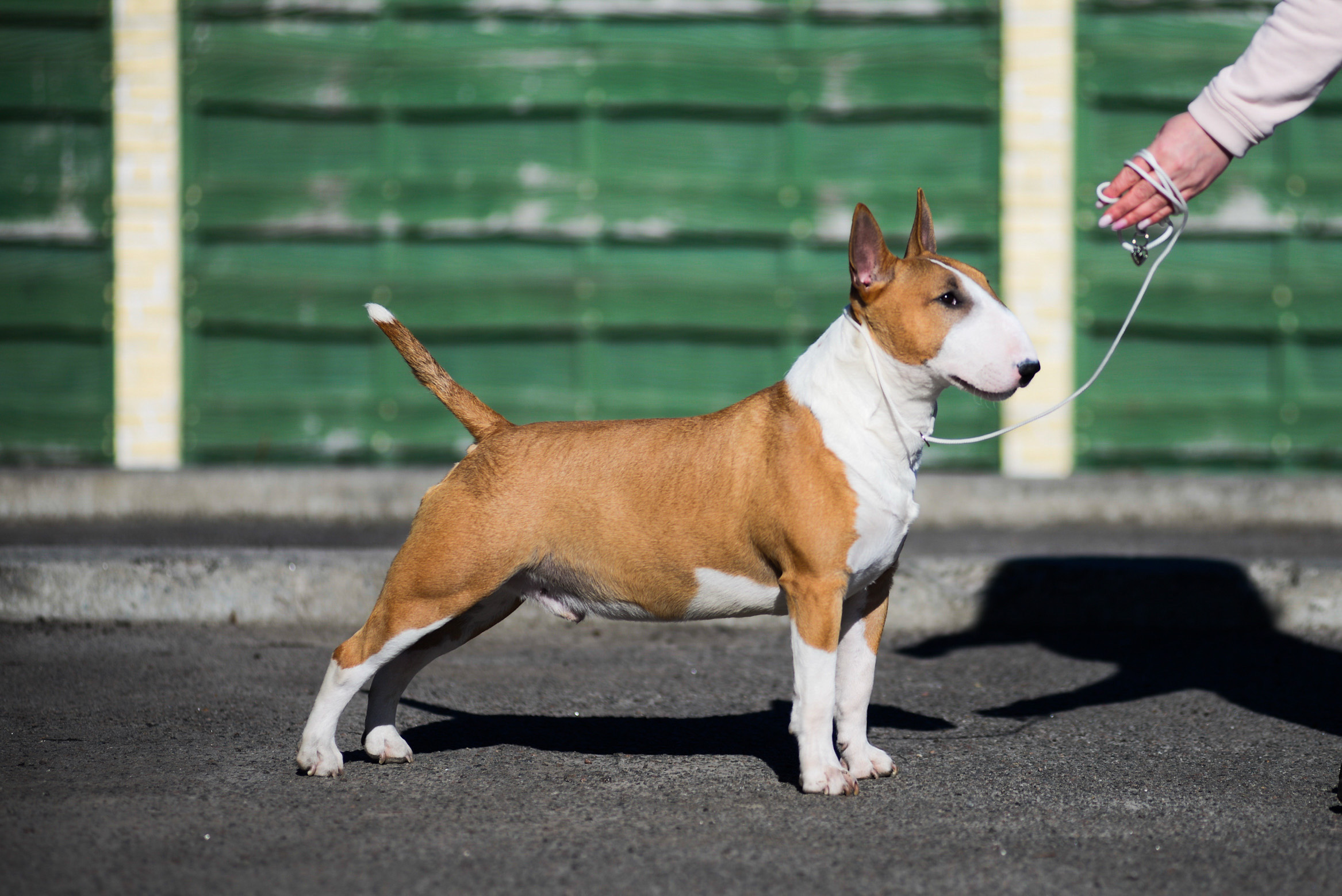 BULLOHOLIC TUTTI FRUTTI FOR VENTURESOME