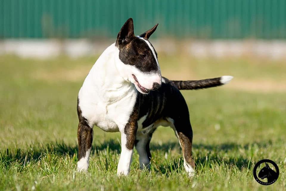 BULLS OF PLANET ZEUS