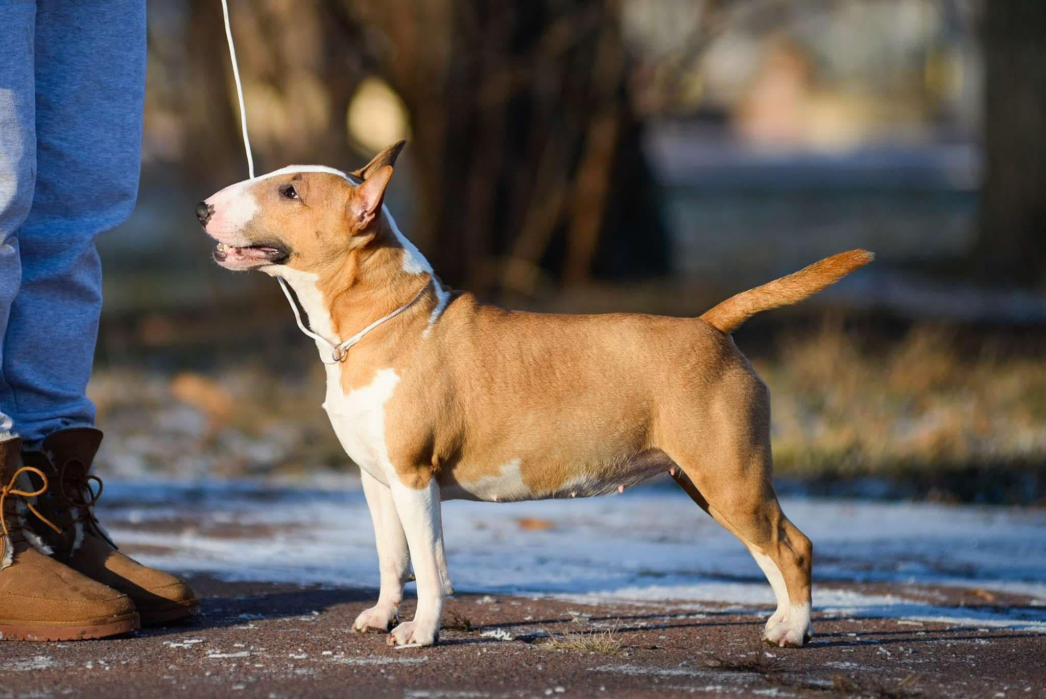 SEXY LADY VENTURESOME