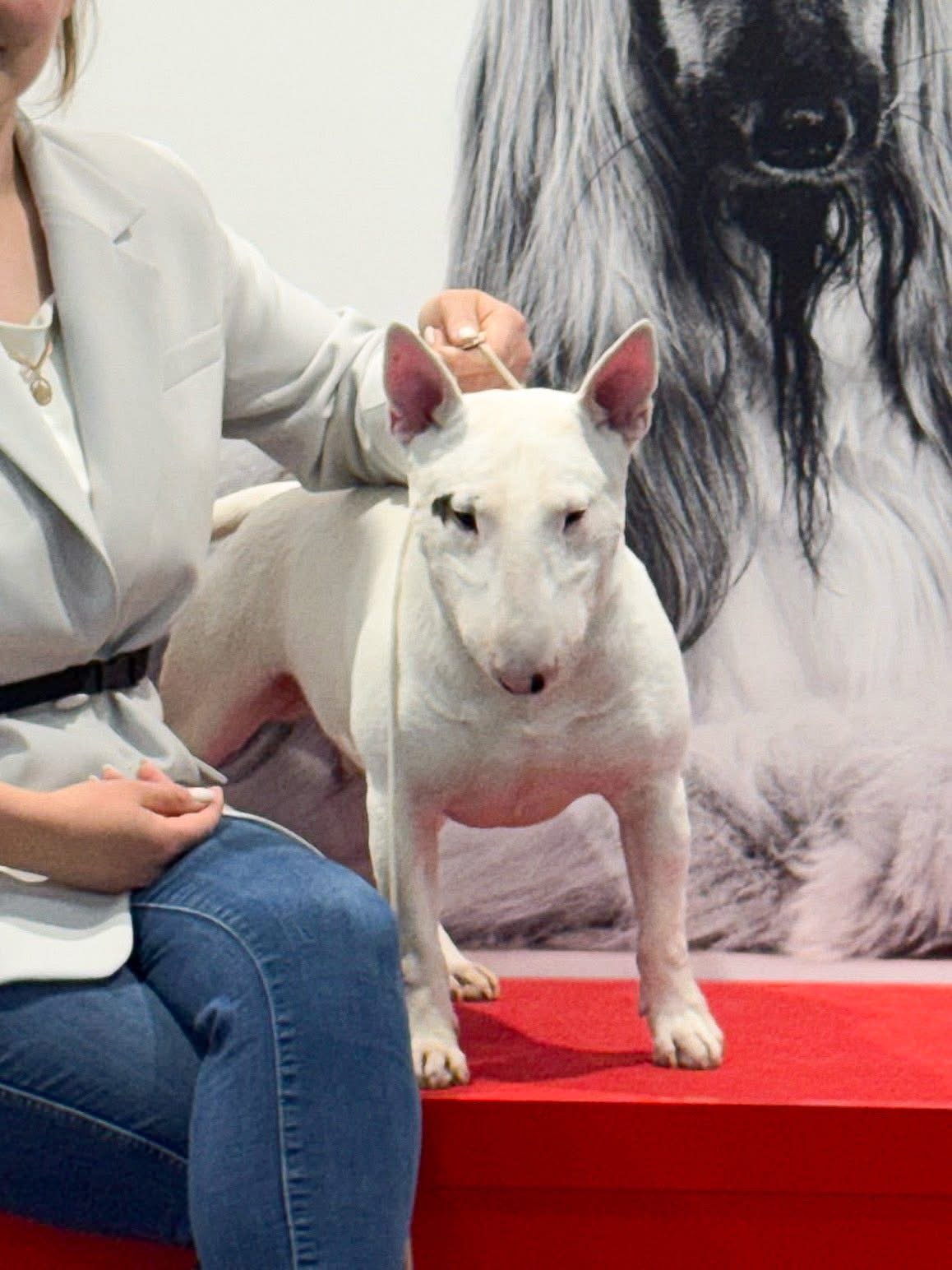 BULLOHOLIC HONO LOOLOO FOR VENTURESOME