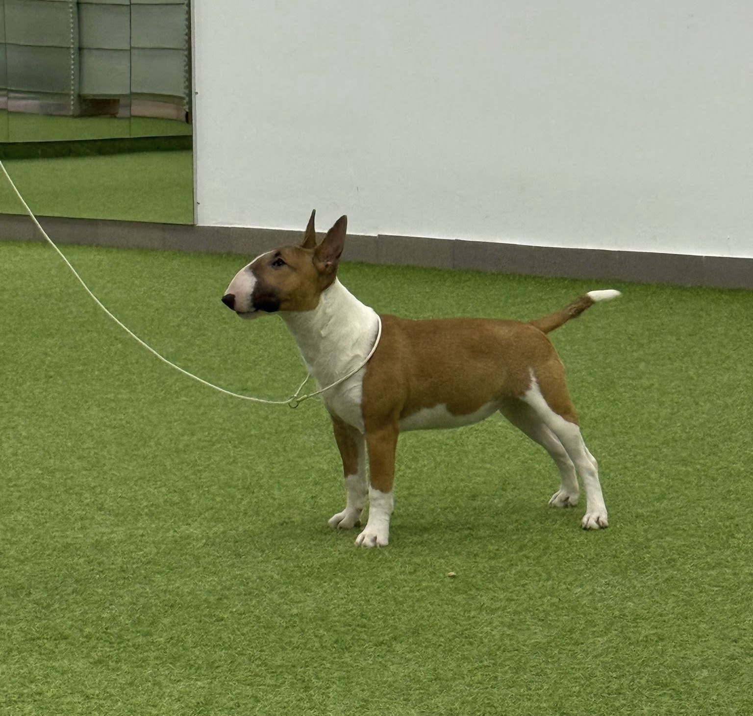 BULLOHOLIC TRALA LALA FOR VENTURESOME