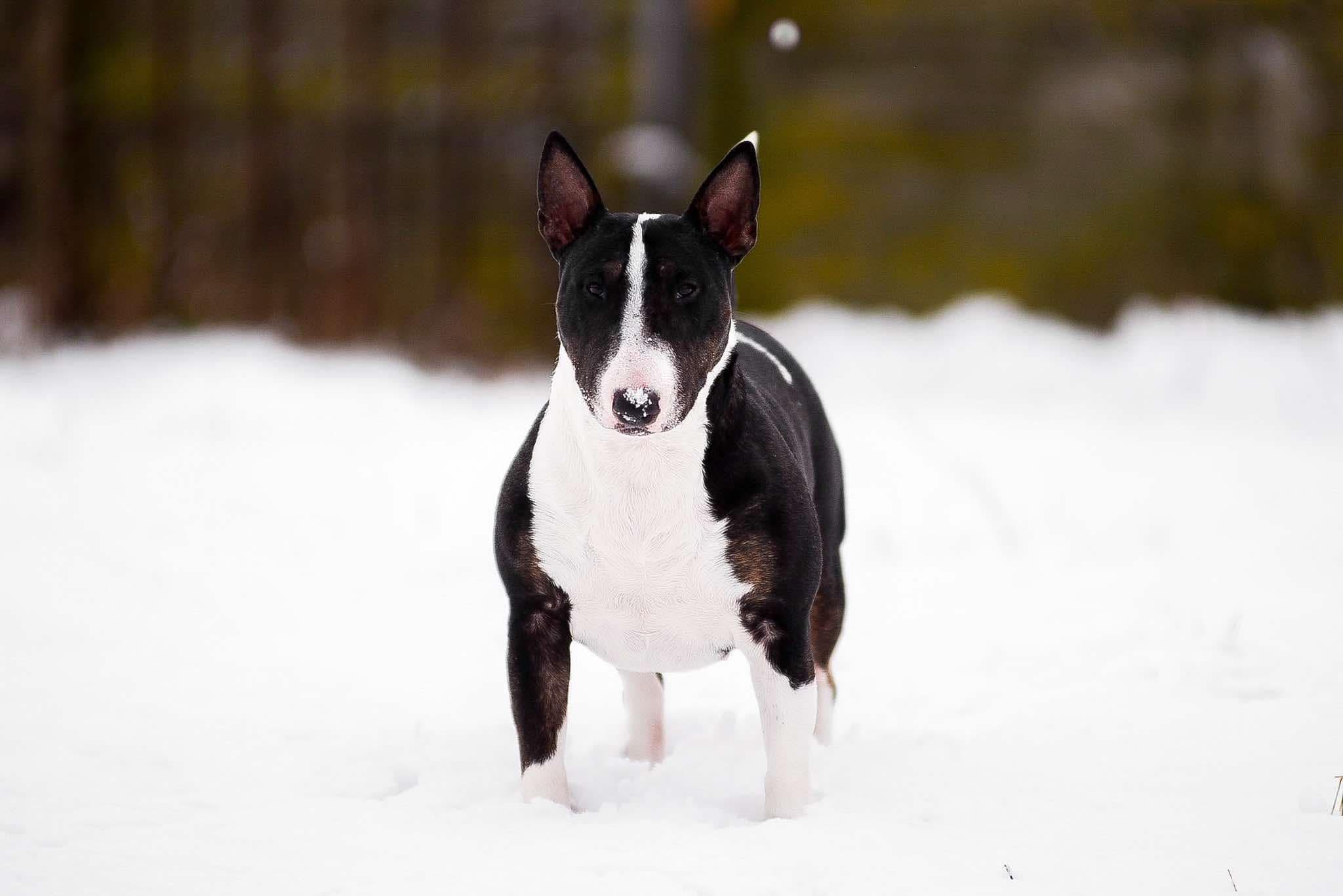 HANNA MONTANA VENTURESOME