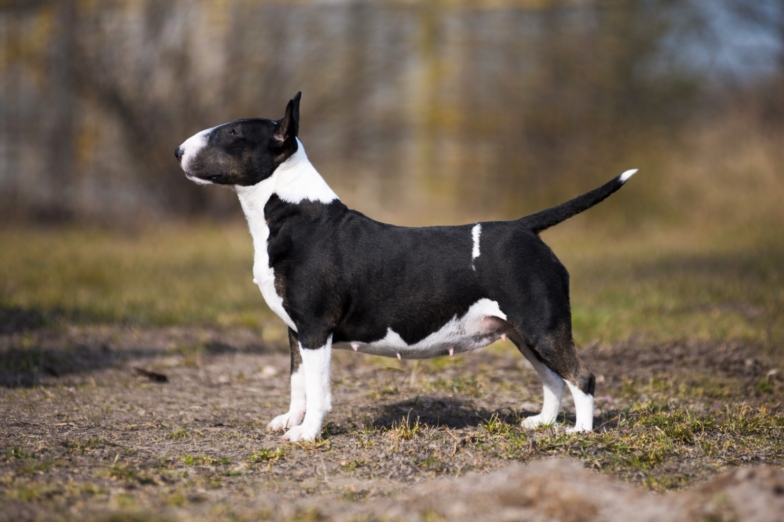 HANNA MONTANA VENTURESOME