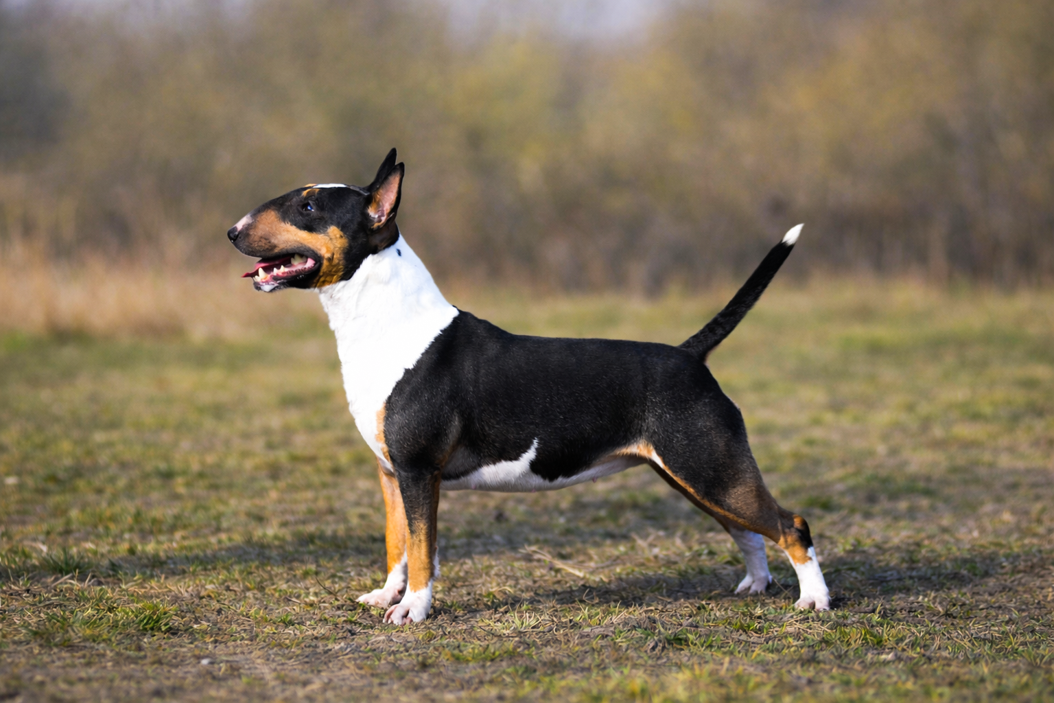 GENTLE BREEZE REWARD STYLE