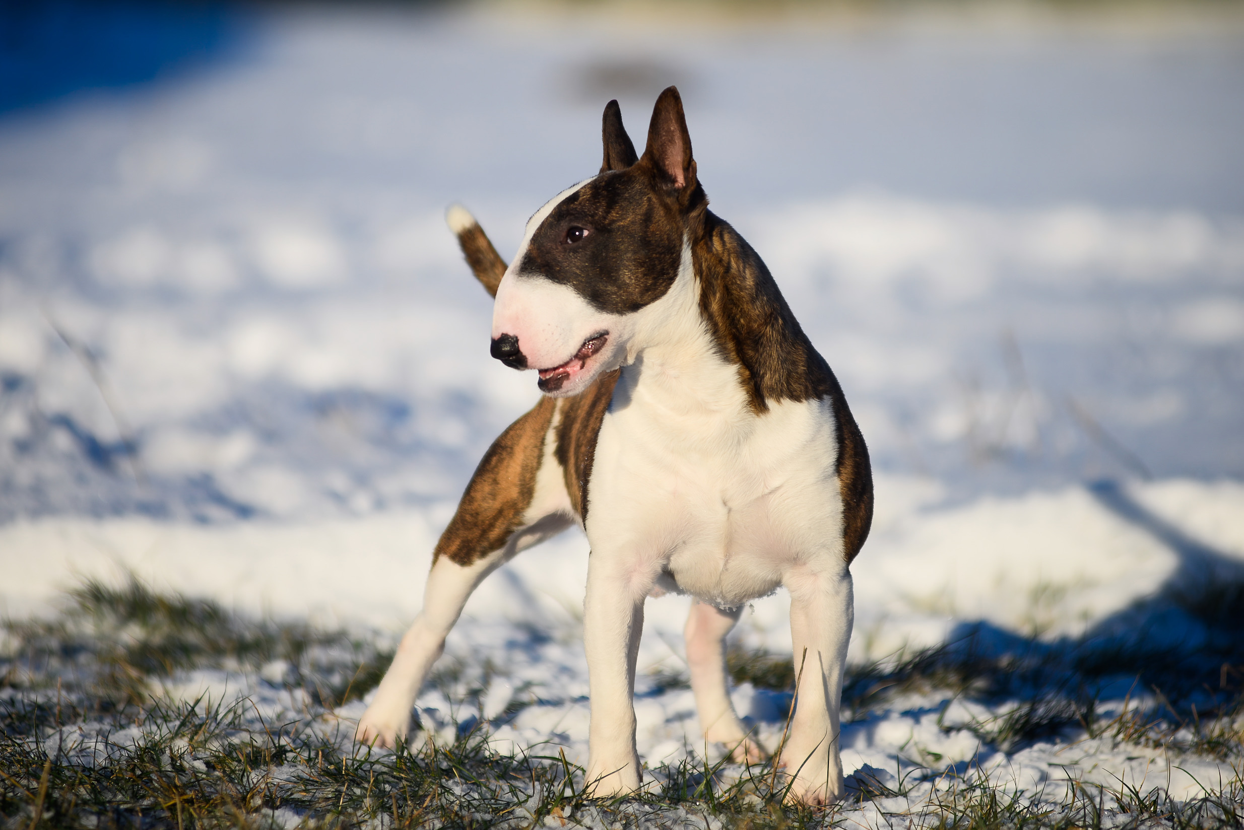 GADSBY VON DER ALTEN VESTE