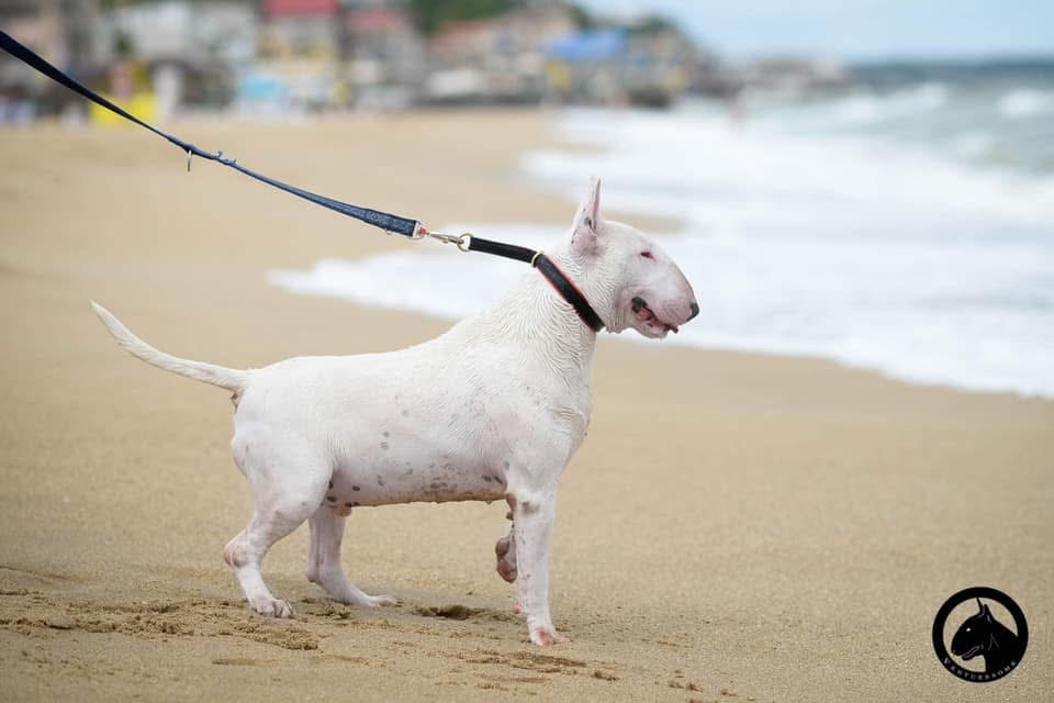 BLAIREDITION ALL RIGHT RESERVED FOR VENTURESOME