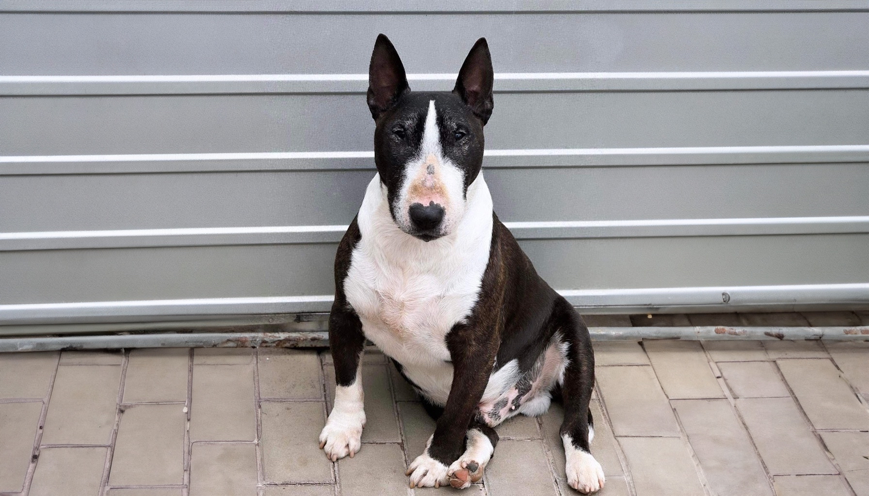 BRUNO - D.O.B.  21.10.11