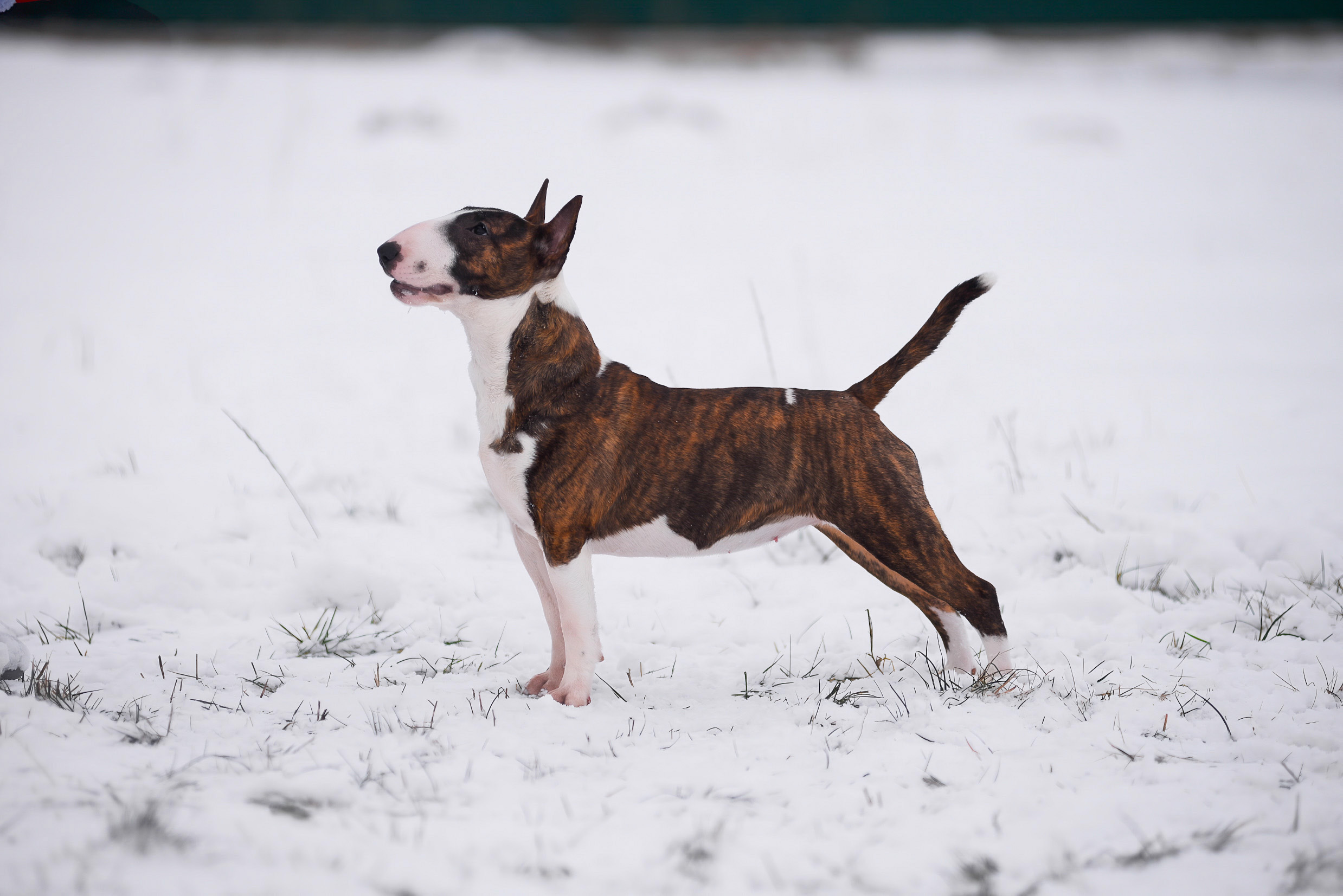 UA VYSHYVANKA VENTURESOME