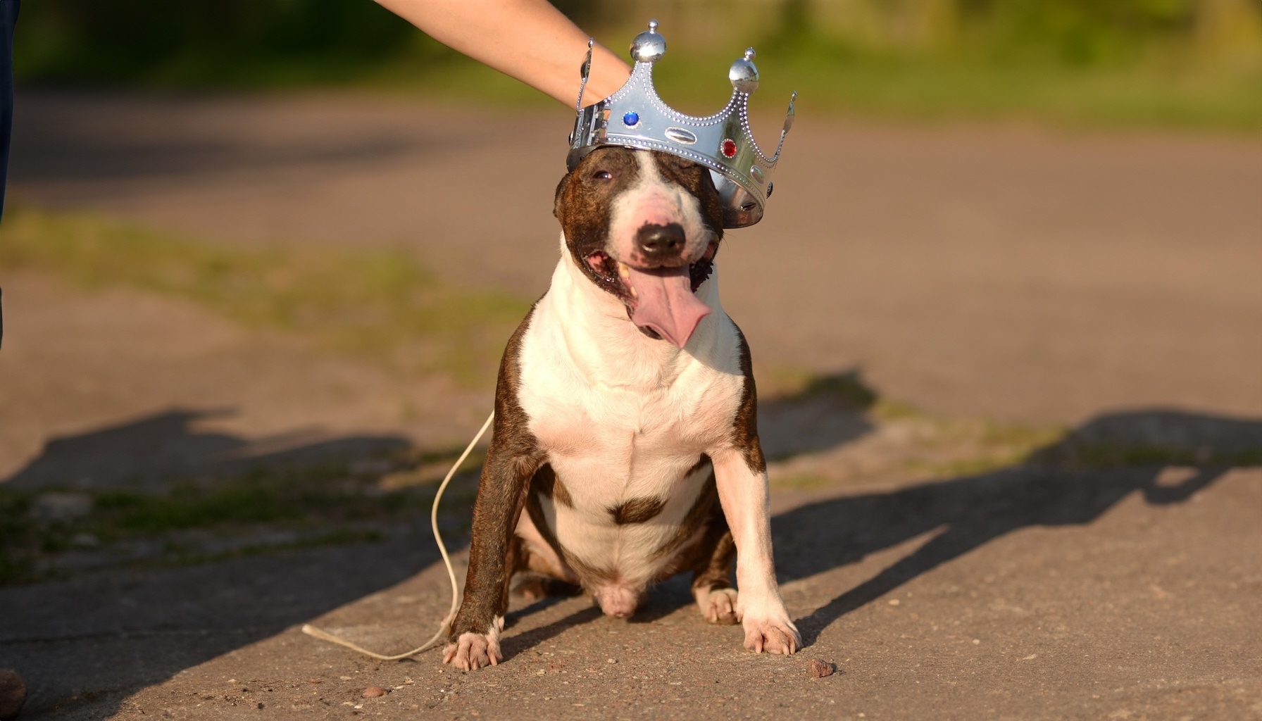 FUROR - D.O.B. 03.03.2012