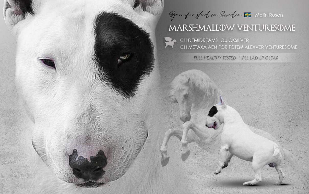 MARSHMALLOW VENTURESOME