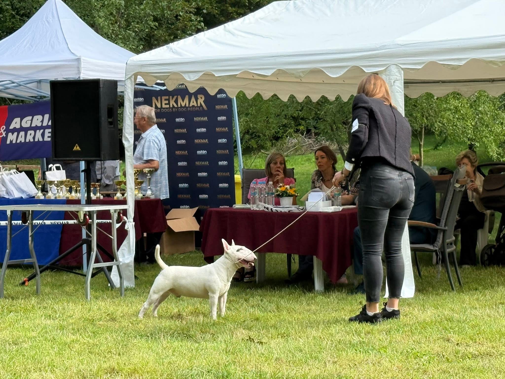 XII. CENTRAL EUROPEAN MINIATURE BULL TERRIER CLUB HUNGARY 🇭🇺