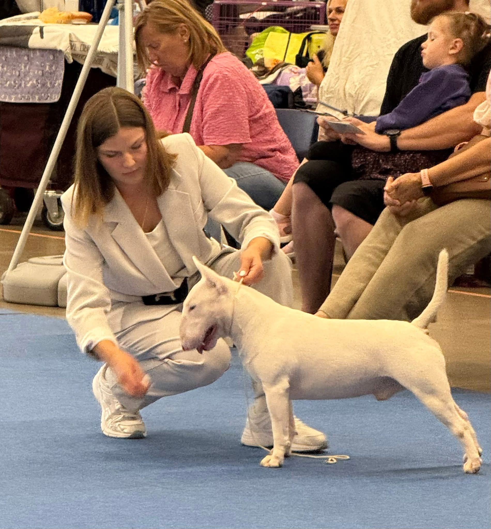 Terrier Specialty - Circuit Show at the World Dog Show 2025, Helsinki 🇫🇮
